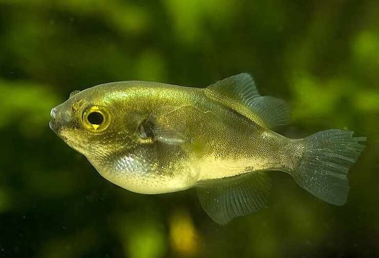 Avocado Puffer 1-1.5 Inch Live Fish