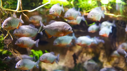 Pack of 4 Live Red Pacu – 1" Each – Colossoma Macropomum Live Fish Freshwater