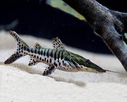 2-3" Tiger Shovelnose Catfish – Live South American Predator Fish