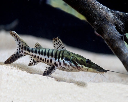 2-3" Tiger Shovelnose Catfish – Live South American Predator Fish