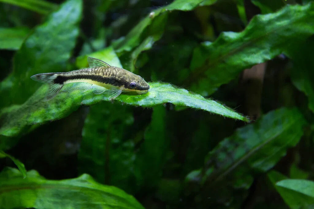 Pack 6 Otocinclus Brazil  Affinis Live Fish FREE SHIPPING