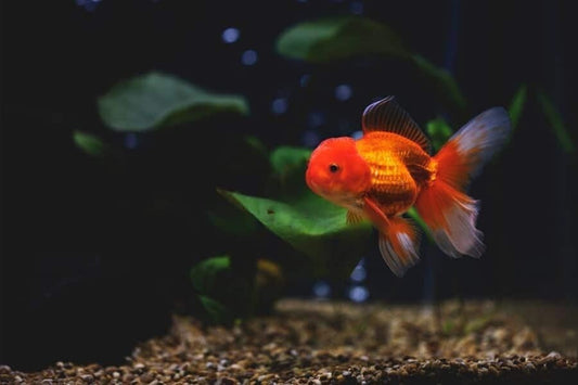 Assored Red Oranda Goldfish 2.0-2.5 Inch (Pack 4) Live Fish FREE SHIPPING
