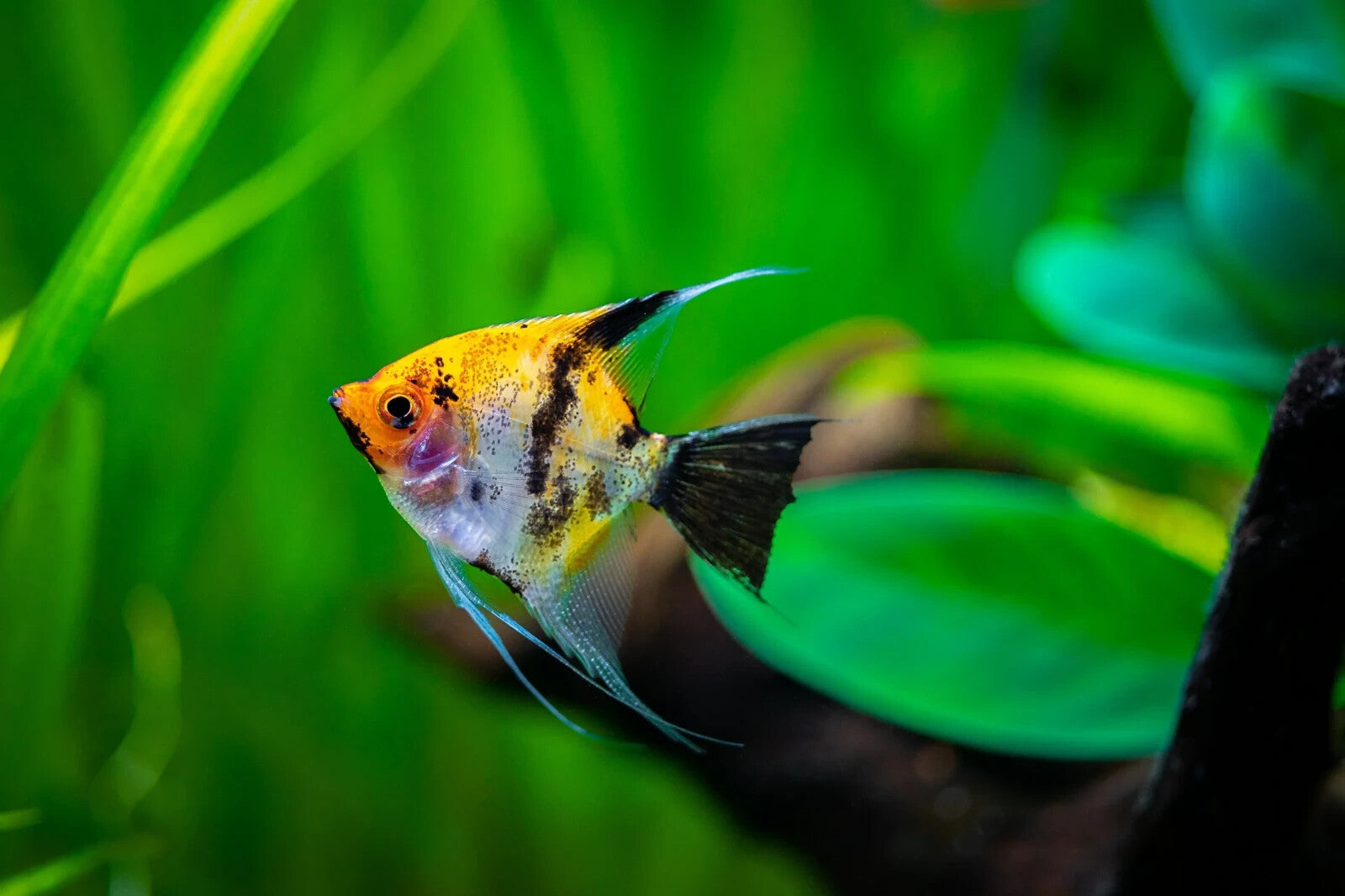 6Pack  AngelFish 2Black 2 Gold 2 Koi 1.5- 2.0 Inch Live Fish FREE SHIPPING