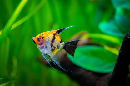 6Pack  AngelFish 2Black 2 Gold 2 Koi 1.5- 2.0 Inch Live Fish FREE SHIPPING