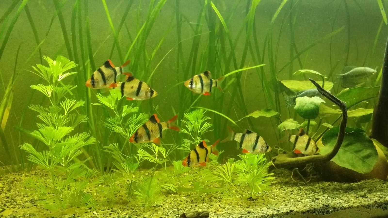 Barbs Tiger Pack of 8 Live Fish, FREE SHIPPING