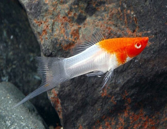 5 Pack Koi Santa Claus Swordtail