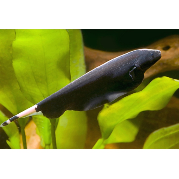 3-4" Black Ghost Knife Fish – Live Freshwater Aquarium Fish – Unique & Peaceful