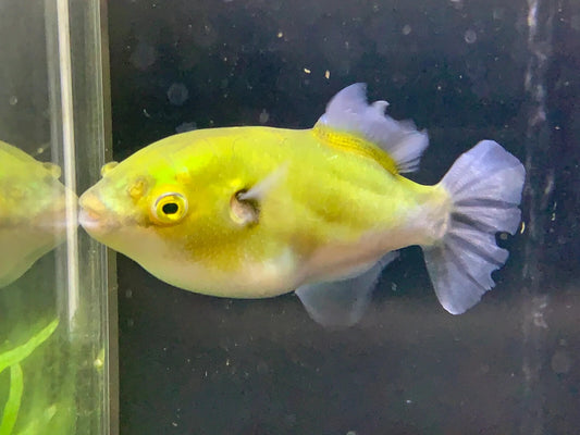Avocado Puffer 1-1.5 Inch Live Fish