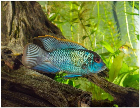 Electric Blue Acara 1.5-2 INCH Live Fish