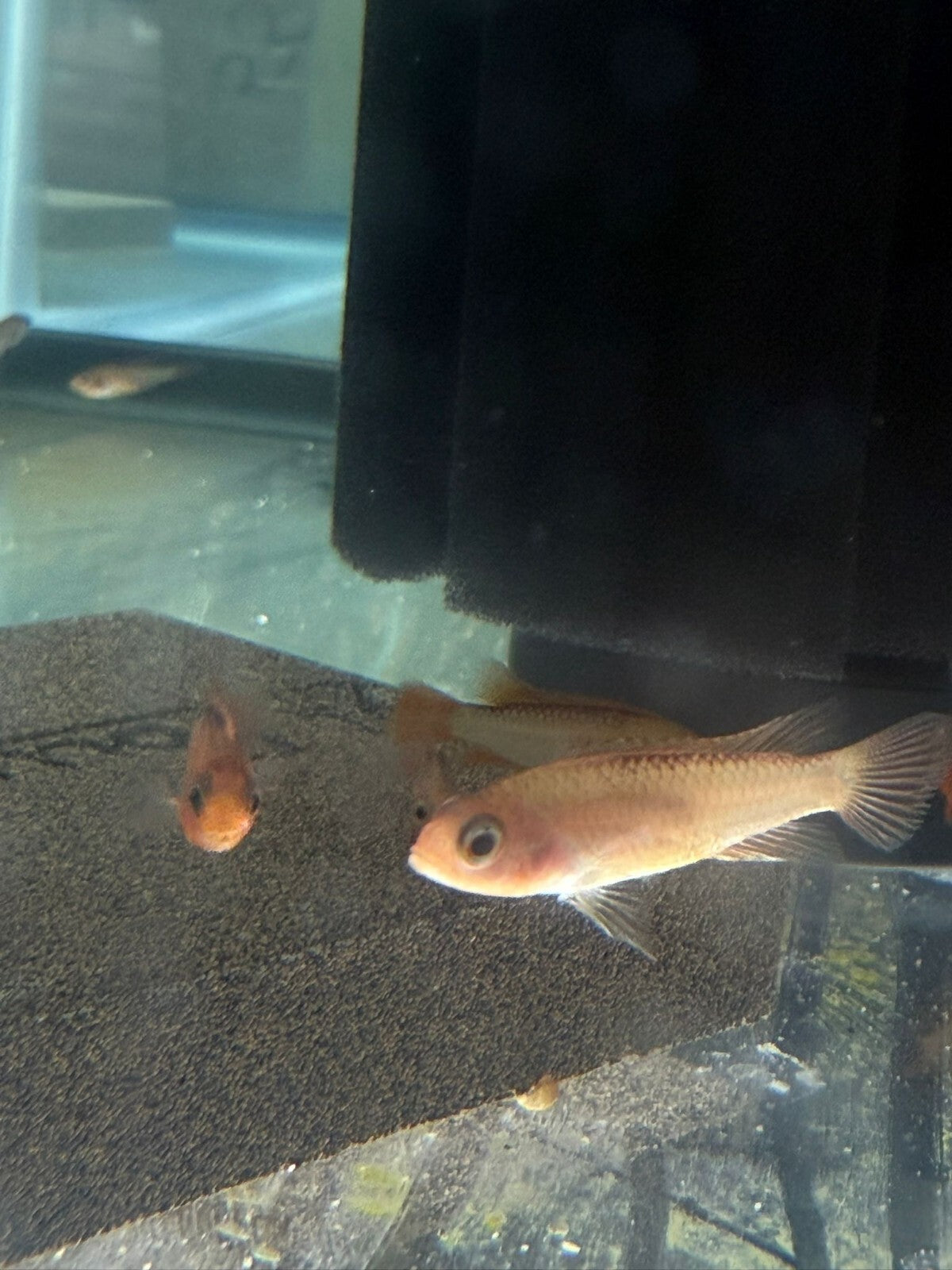 Pair 1M-1F Apistograma Agasizzi Orange Fire Pair Live Fish