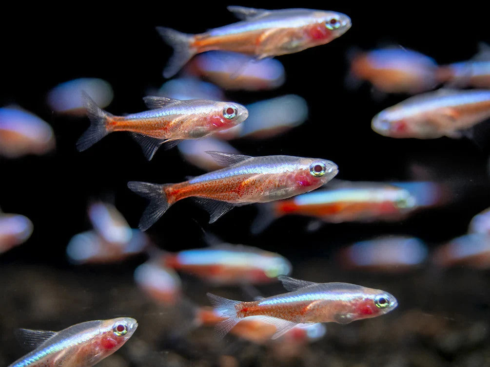 Pack of 6 Albino Neon Tetras – Live Fish, Vibrant Peaceful Schooling Fish