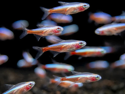 Pack of 6 Albino Neon Tetras – Live Fish, Vibrant Peaceful Schooling Fish