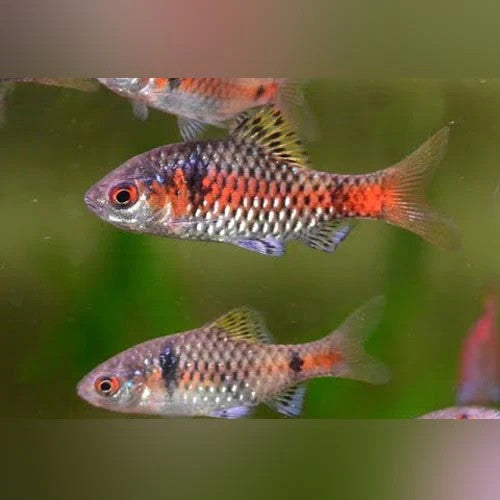 6 Live Odessa Barbs – Juveniles 1–1.25” – Freshwater Aquarium Fish"