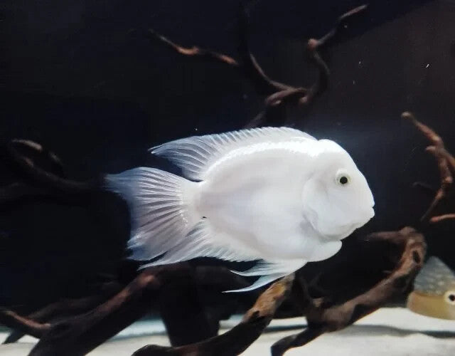 Platinum/ Snow White Color Parrot 1.5 Inch Live Fish