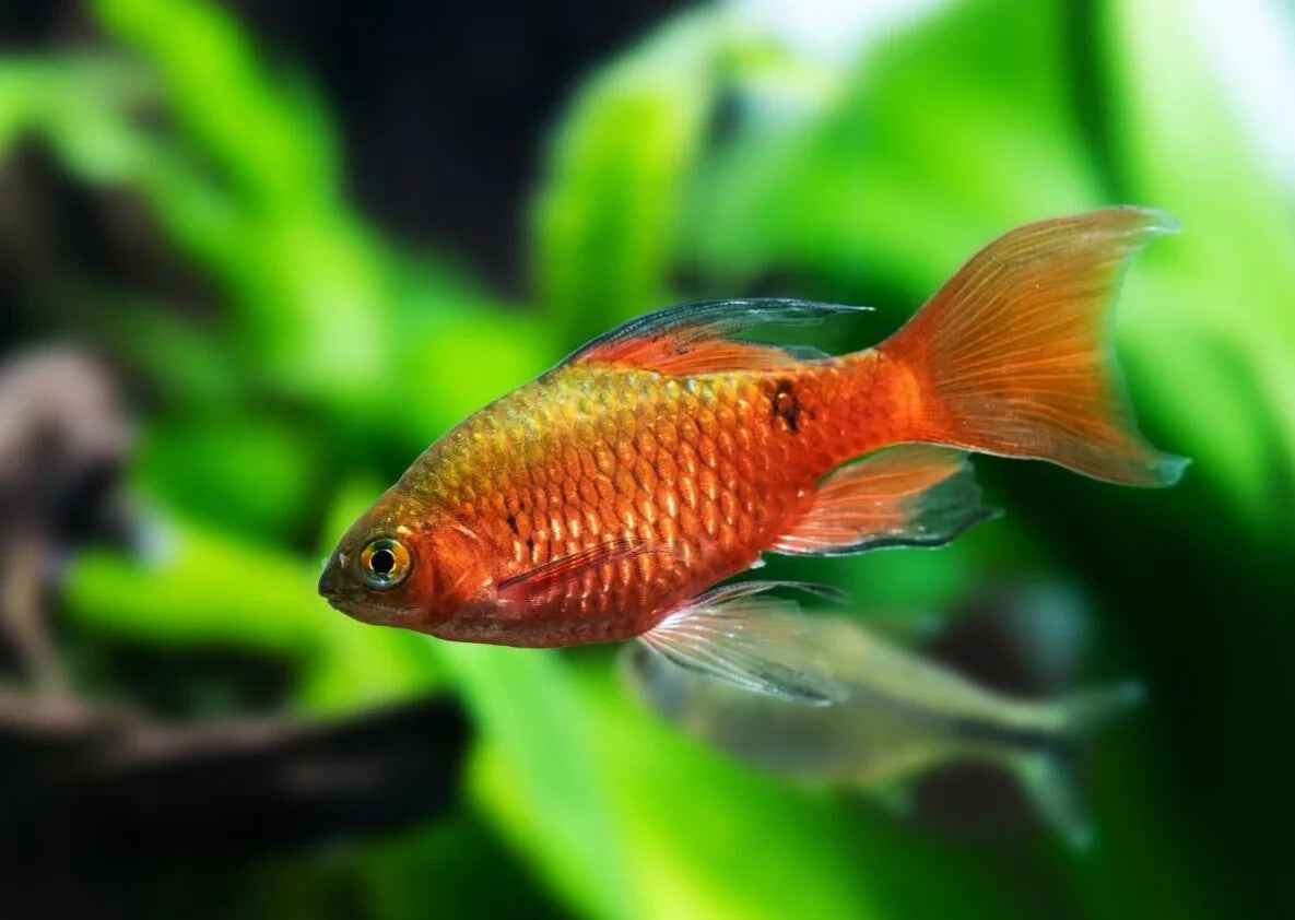 6x Longfin Rosy Barb Live Freshwater Fish – Hardy Community Aquarium Fish