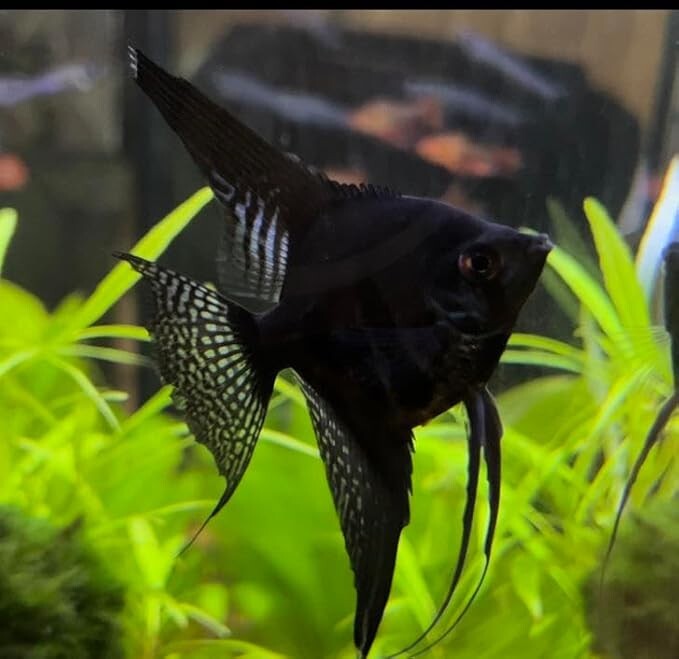 Black Angel Inch Body 1.5- 2 inch (Pack of 2). Live Fish FREE SHIPPING