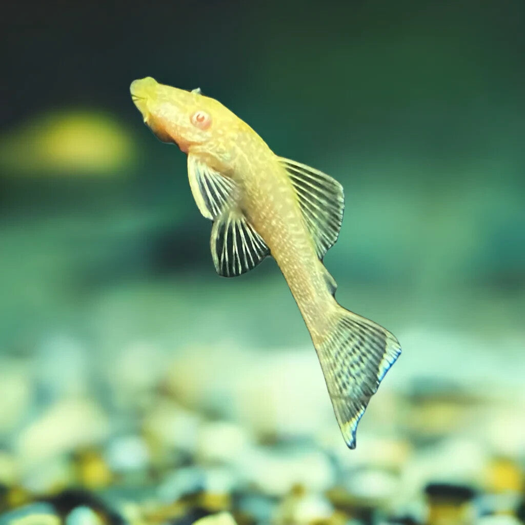 Pleco Ancistrus Albino 1 -1.5 Inch Pack 4 Live Fish FREE SHIPPING