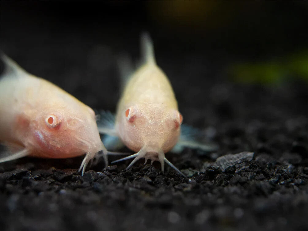 Pack 6 Albino Corydoras 1 Inch Live Fish FREE SHIPPING