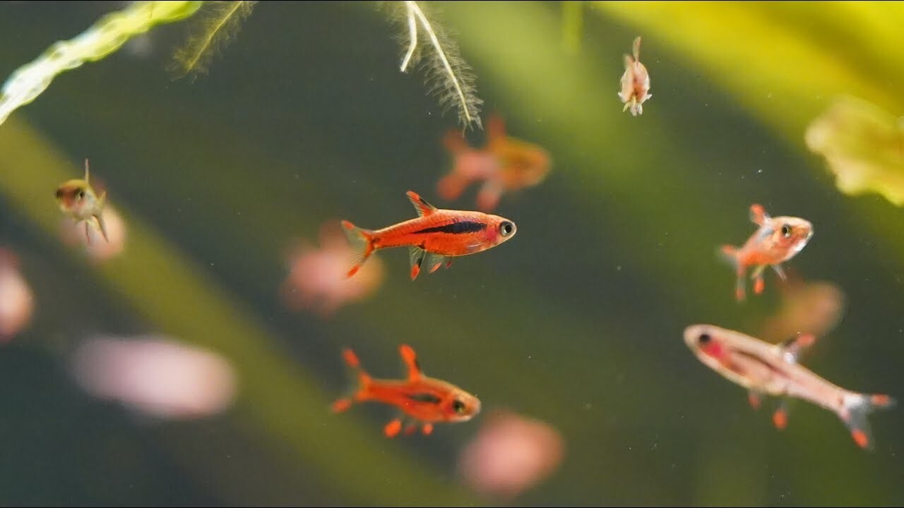 8 Pack Redfin Mosquito Rasbora (Boraras Brigittae) Live Fish FREE SHIPPING