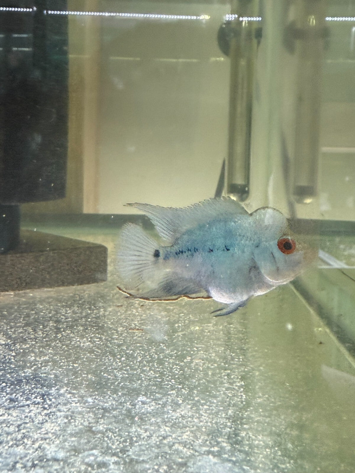 Blue Diamond Flower Horn 2 Inch HIGH QUALITY Live Fish