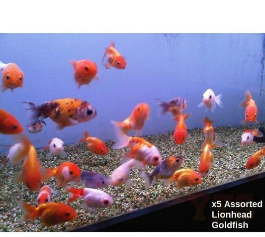 Pack of 5  Assorted Lionhead Goldfish 1-1.25 Inch Live fish