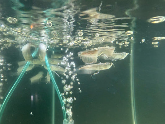 2 Pack Silver Arowana 3-4 Inch (Osteoglossum bicirrhosum) Live Fish
