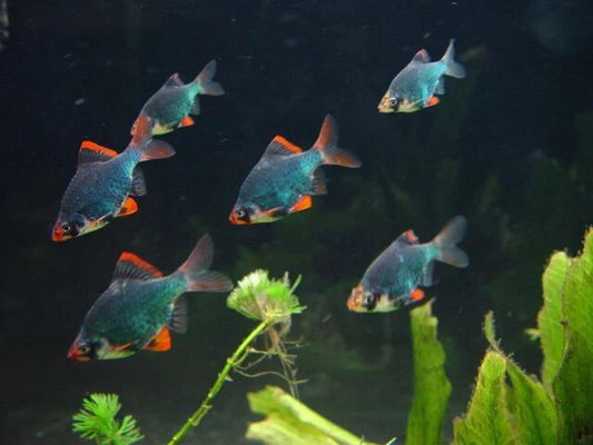 Pack 6 Green Tiger Barb ( Puntigrus Tetrazona) LiveFish FREE SHIPPING