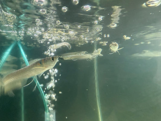 2 Pack Silver Arowana 3-4 Inch (Osteoglossum bicirrhosum) Live Fish