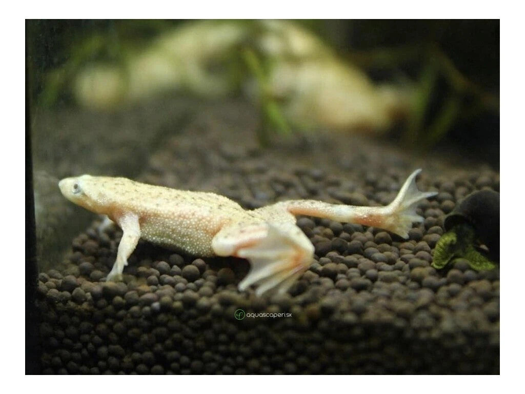 5 Pack Gold African Dwarf Frogs med (Hymenochirus Boetgeri Gold) Live Fish