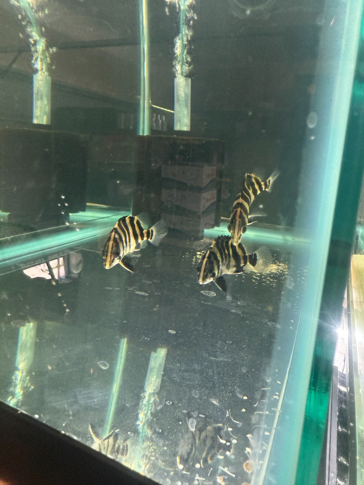 Datnoid Sumatra Tiger 1.75 inch (Datnoides Microlepis) Live Fish