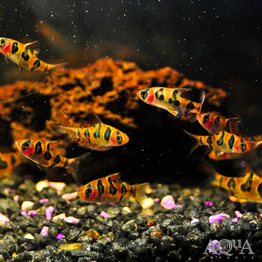 Pack-5 Orange Rhombo Barb Live Fish