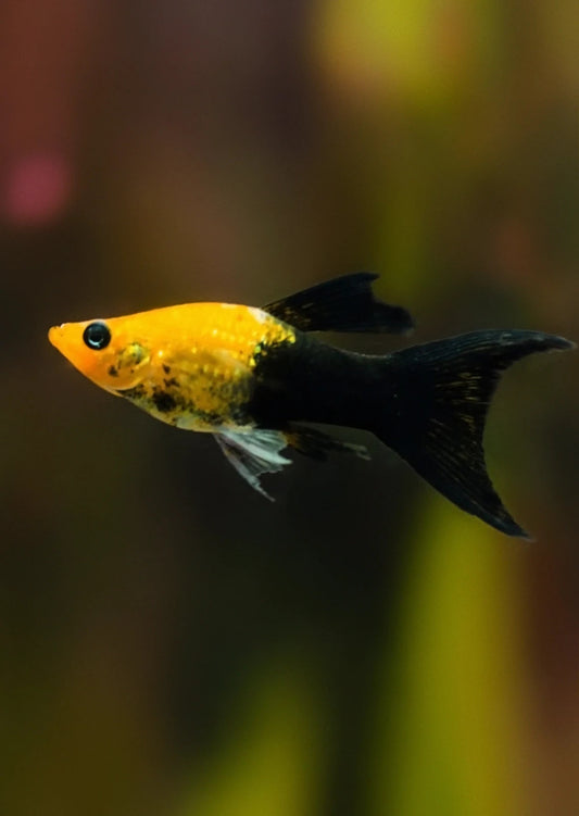 5x Gold Dust Lyretail Molly Med 1.5” Live Fish Freshwater Tropical Mollies