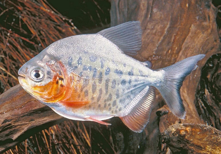 Pack of 4 Live Red Pacu – 1" Each – Colossoma Macropomum Live Fish Freshwater