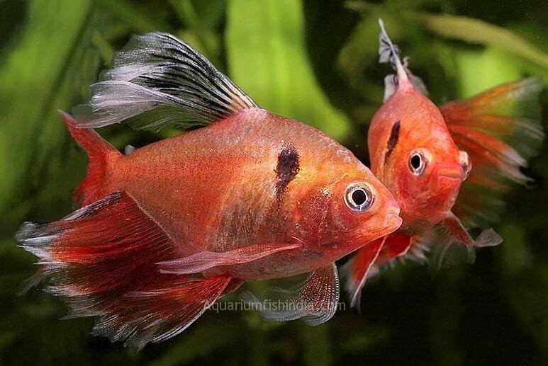 Tetra Serpae LF Pack of 8, Live Fish for Aquarium FREE SHIPPING