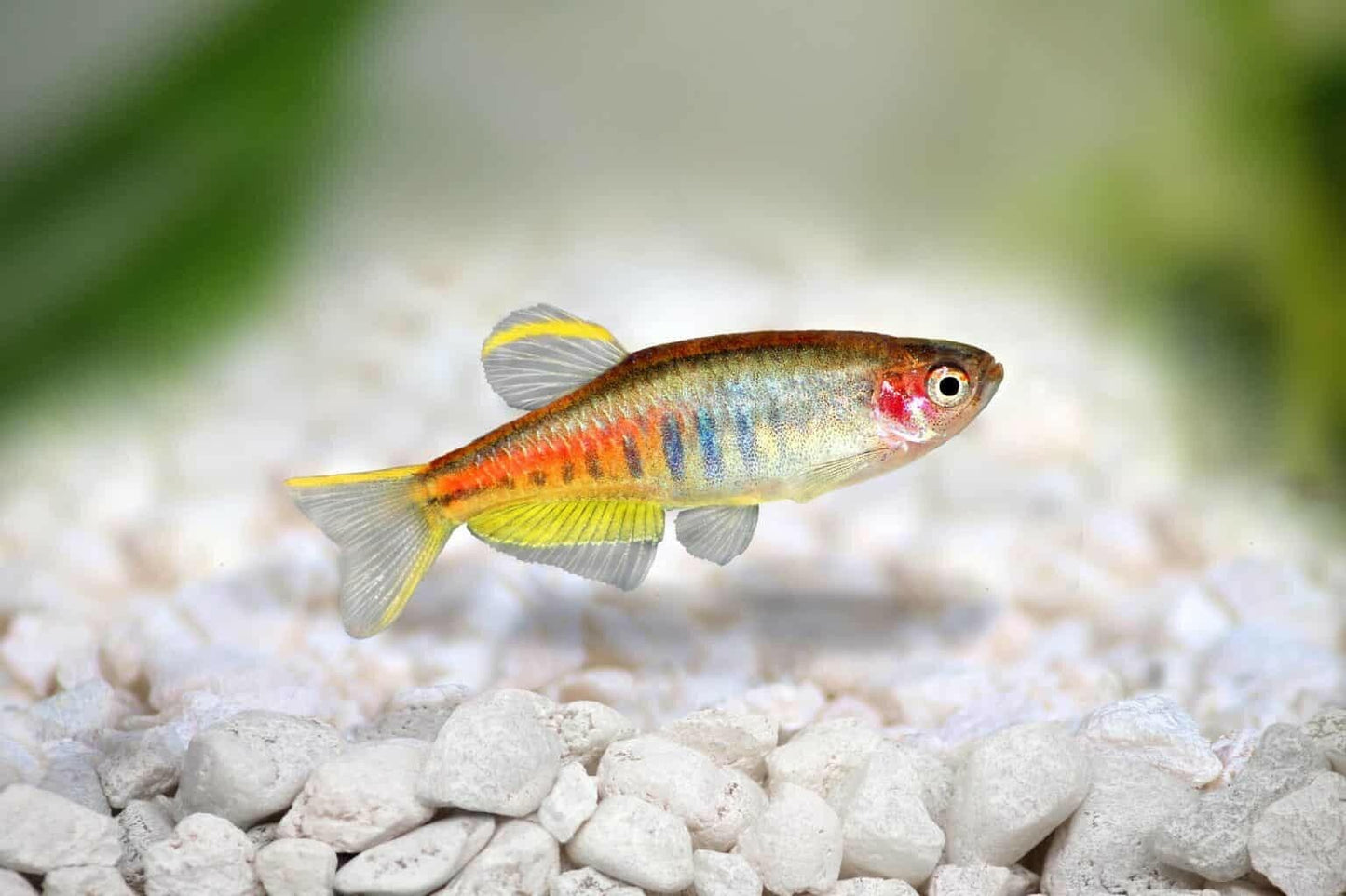 Pack 8 Choprai Danio Glolite unsex(Celestichthys Choprae) LiveFish FREE SHIPPING
