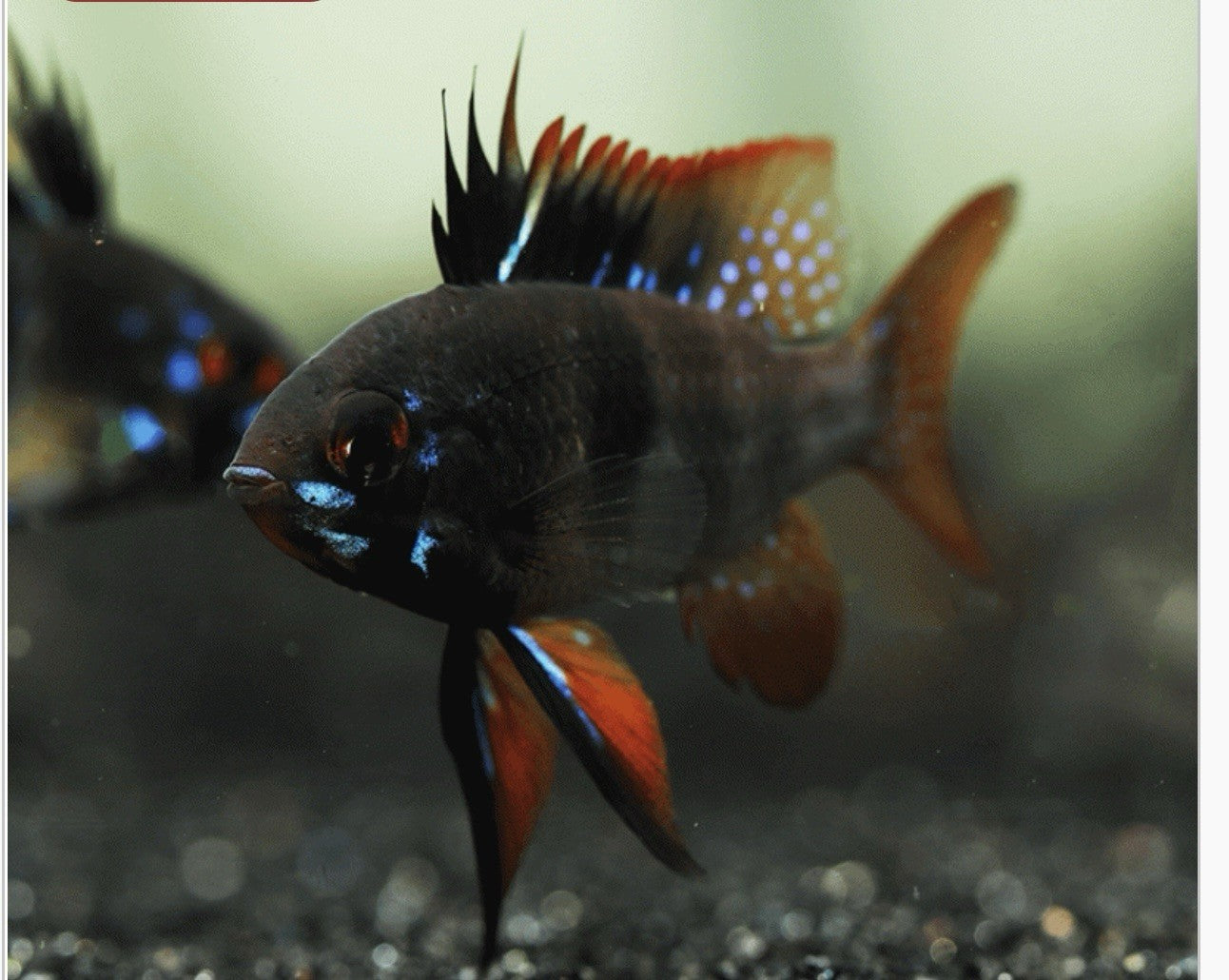 German Fish Tank 2-Pack Black German Ram Cichlids – Live Rare Dwarf Freshwater Aquarium ...