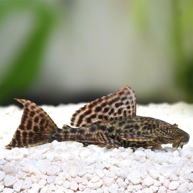 Pleco (hipostomus Plecostomus)2INCH Pack 3 - Live Fish for AquariumFREE SHIPPING