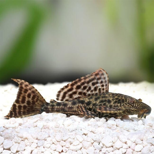 Pleco (hipostomus Plecostomus)2INCH Pack 3 - Live Fish for AquariumFREE SHIPPING