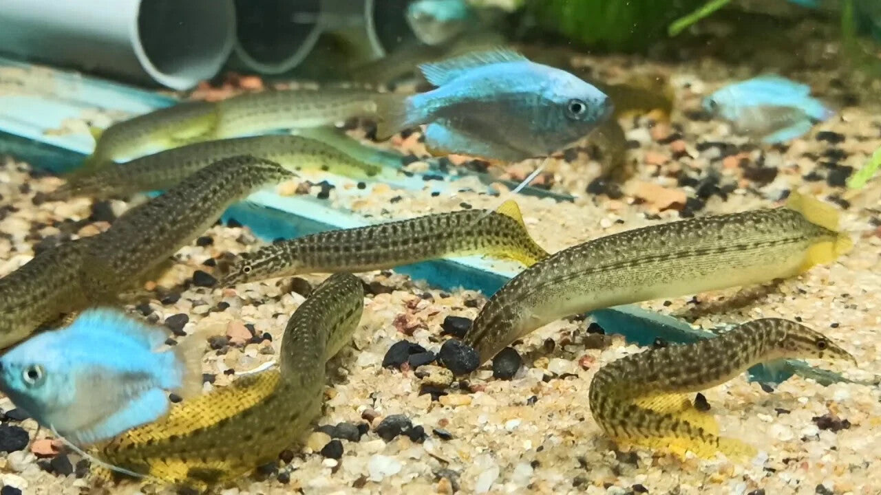 Yellowtail Spiny-Eel 3-5 Inch Live Fish
