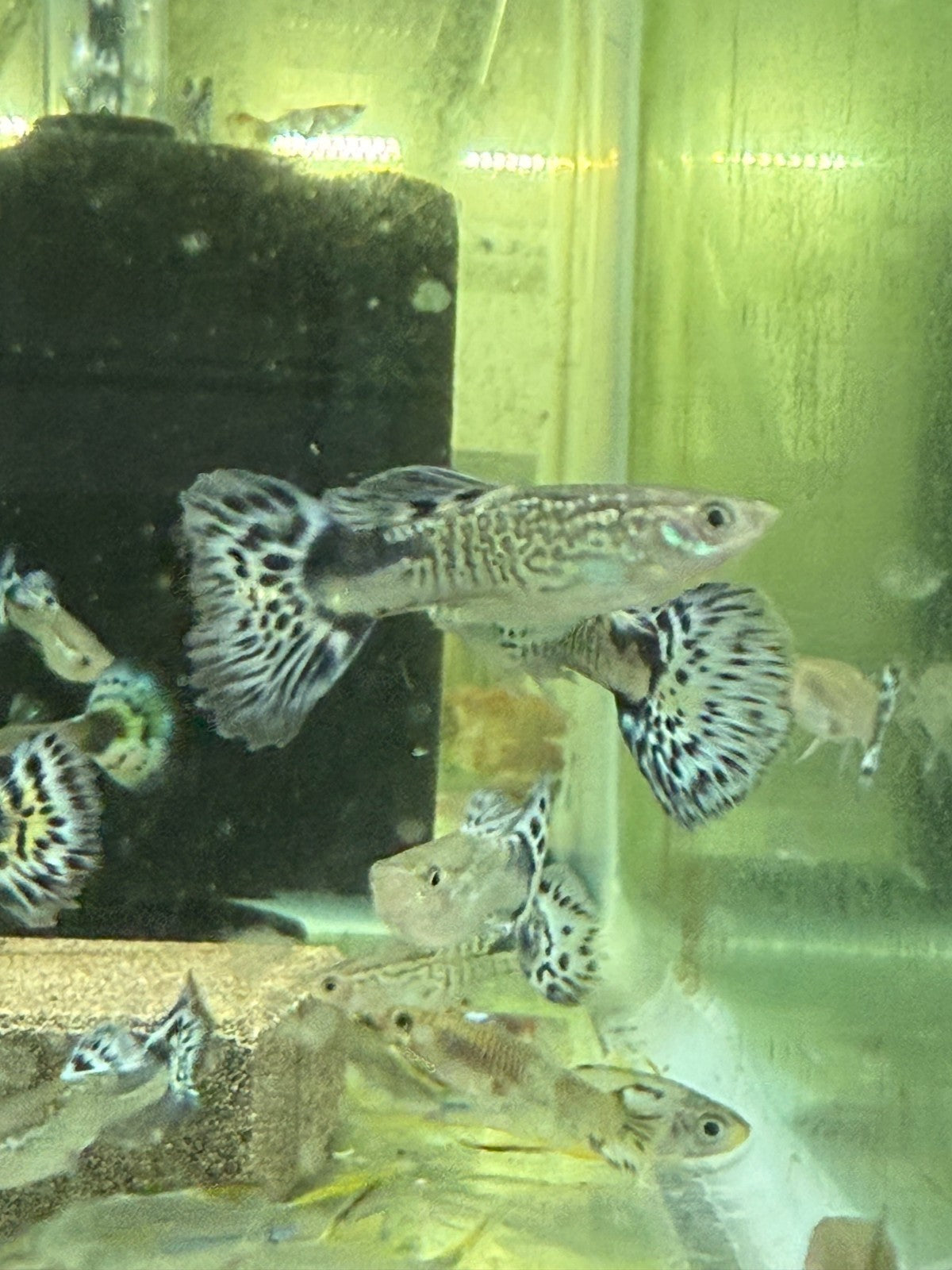 Live Fish Pack of 3 – Snakeskin Blue Guppy Males – Rare Fancy Guppies