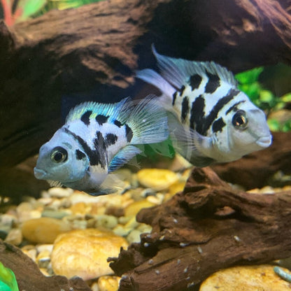 Pack of 2 Blue Tiger Parrot 1 inch  (CICHLASOMA HYBRID) Live Fish