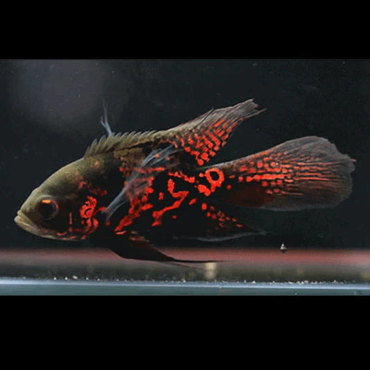Longfin Oscar  Tiger  2 Inch Live Fish Freshwater