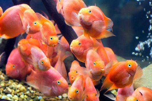 Purple Red Color Parrot Parrot Cichlid 2.5  Inch Live Fish