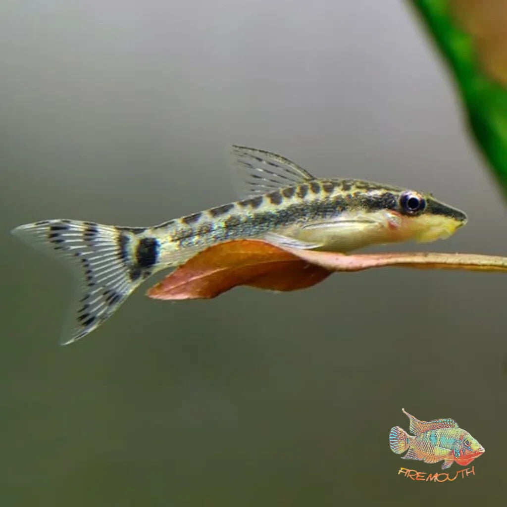 Pack 6 Otocinclus Brazil  Affinis Live Fish FREE SHIPPING