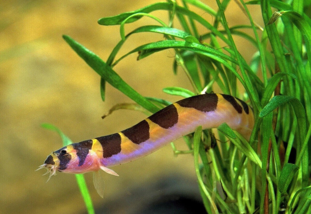 Kuhlii Loach (Pack 10) Live Fish for Aquarium FREE SHIPPING