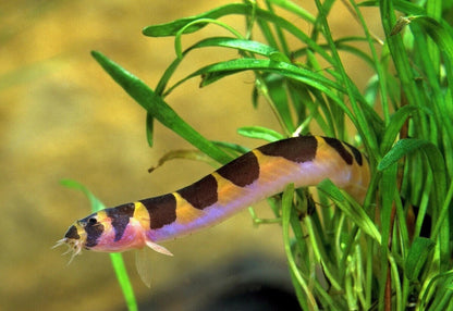 Kuhlii Loach (Pack 10) Live Fish for Aquarium FREE SHIPPING