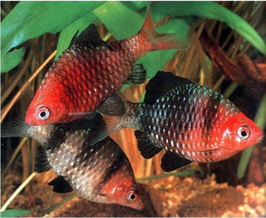 Pack 12 Black Ruby Barb (Pethia Nigrofasciata) Unsexed Livefish