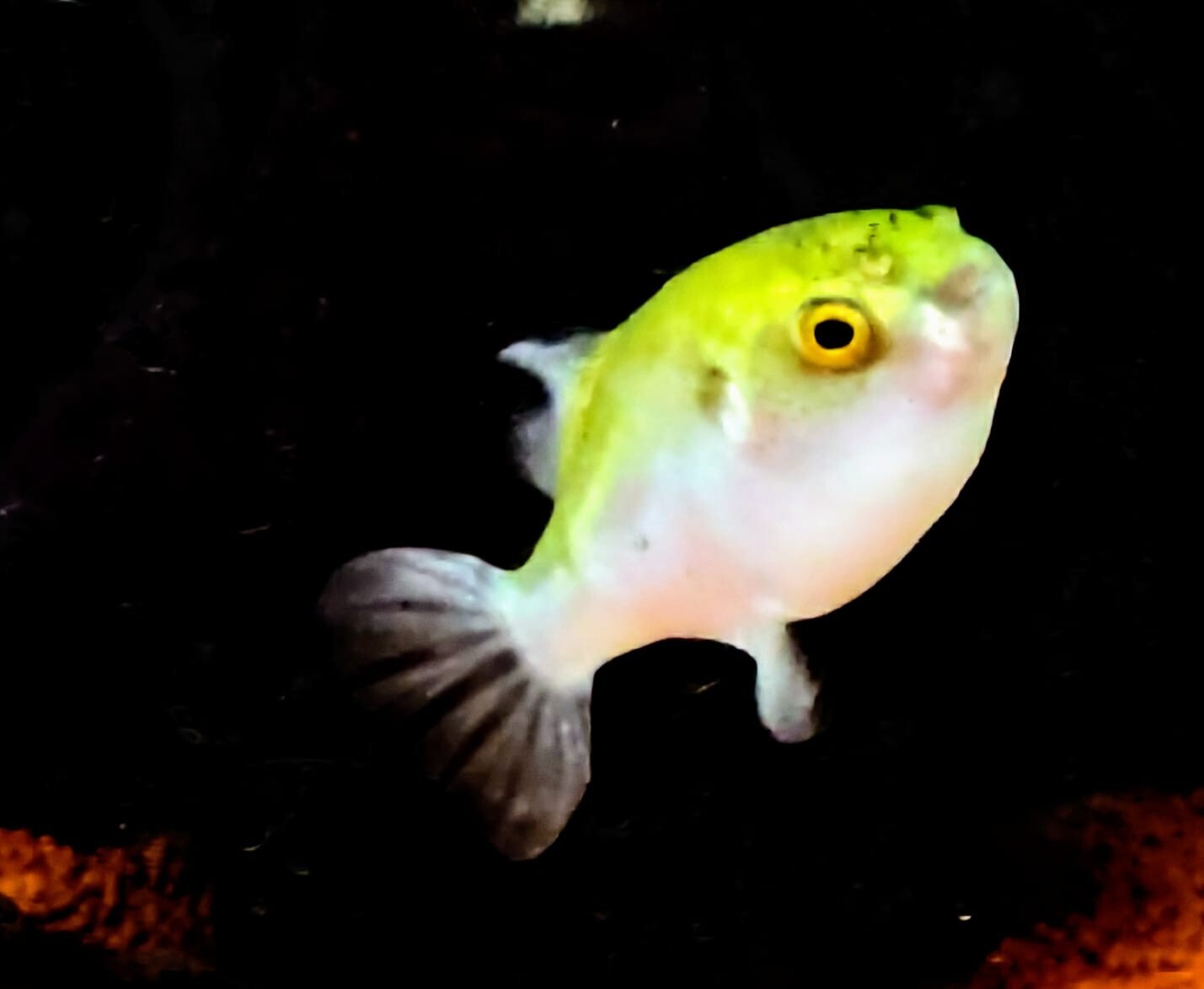 Avocado Puffer 1-1.5 Inch Live Fish