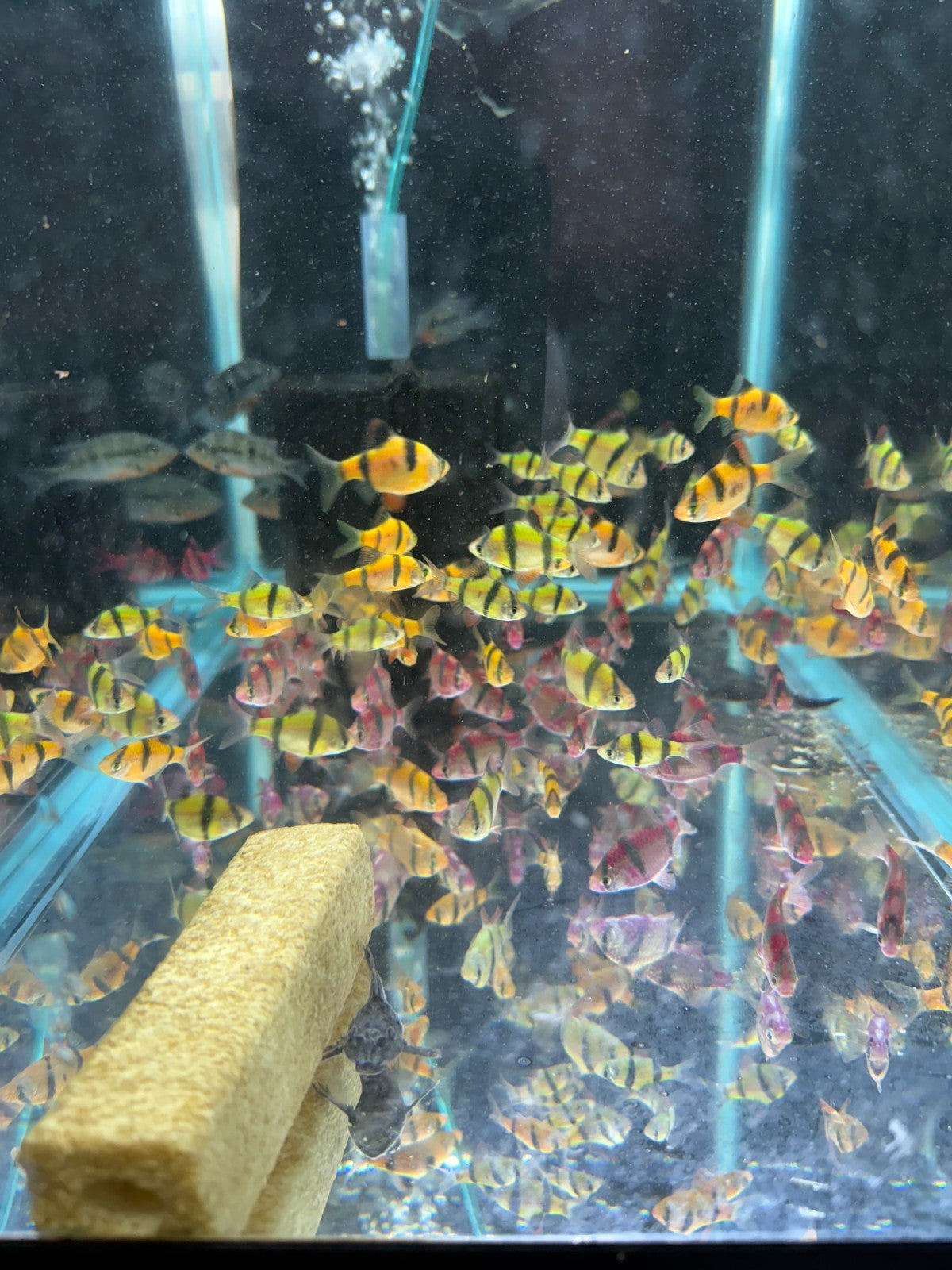 6 Live Glo Tiger Barbs Fish – 2 Green, 2 Orange, 2 Purple Live Fish