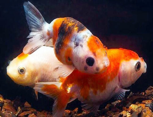 Pack of 5  Assorted Lionhead Goldfish 1-1.25 Inch Live fish